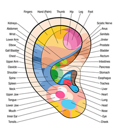 EAR REFLEXOLOGY