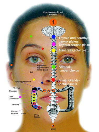 Facial Reflexology